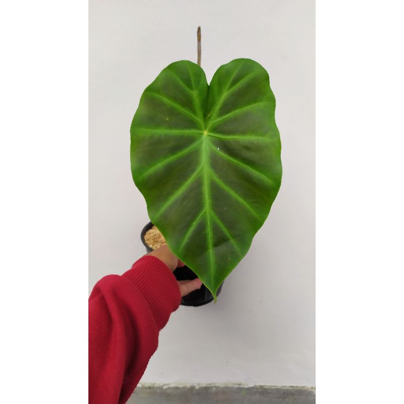 remusatia vivipara