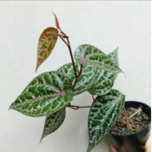 tanaman herbal sirih merah- sirih merah tanaman