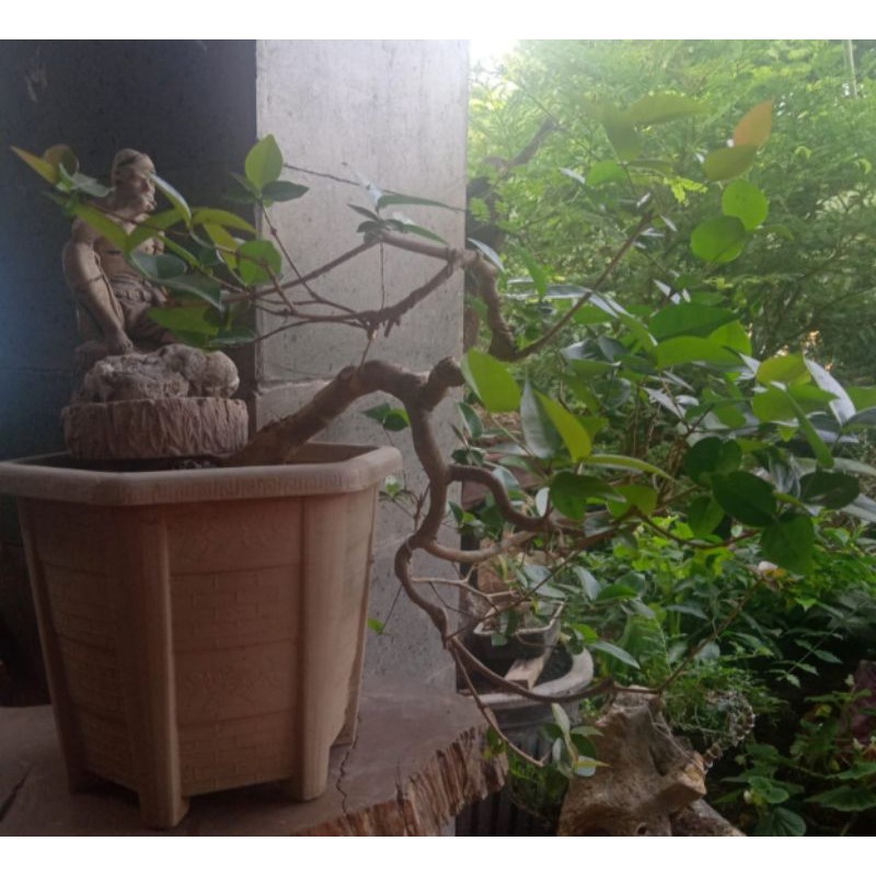 Bahan Bonsai Dewandaru Sianto / Ceremai Belanda