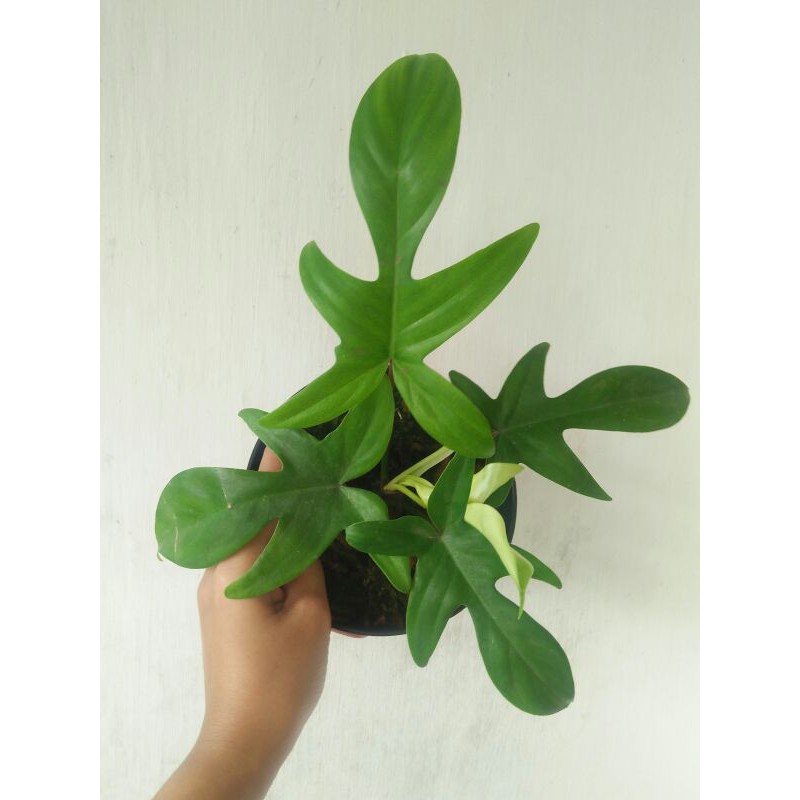 Philodendron Florida Ghost Beauty