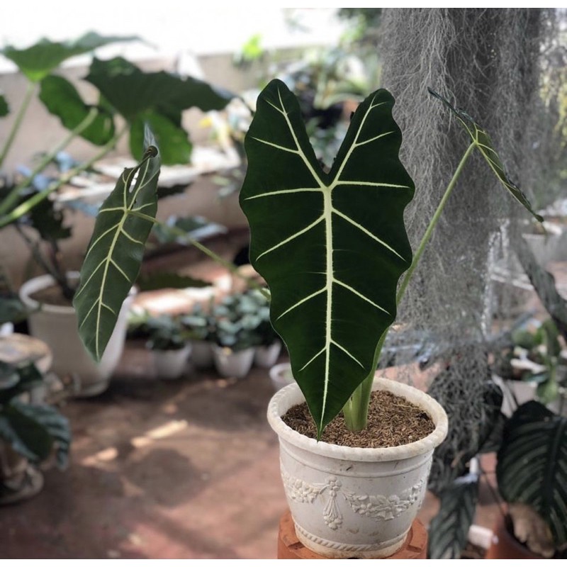 Tanaman hias keladi amazon-tanaman hidup-bunga hidup-bunga hiasan rumah