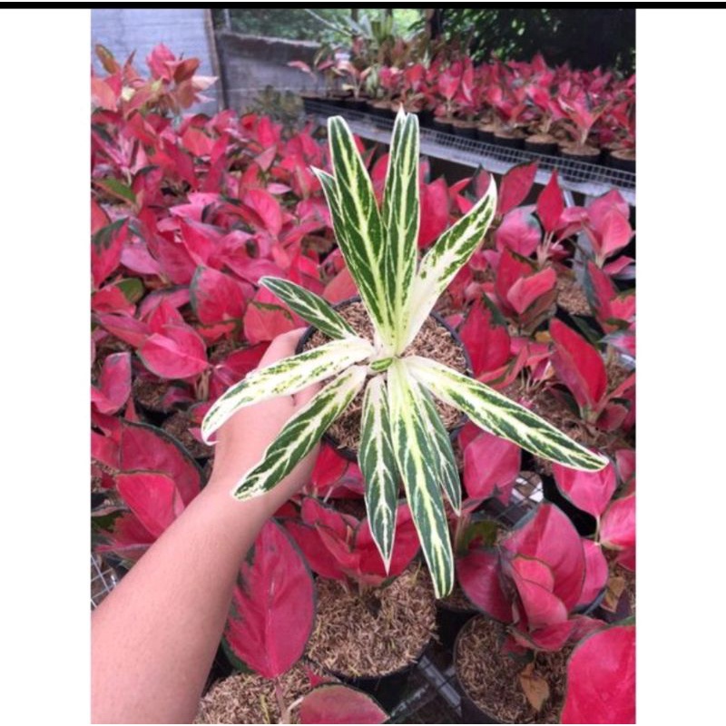 Bonggolan Aglonema Bambu