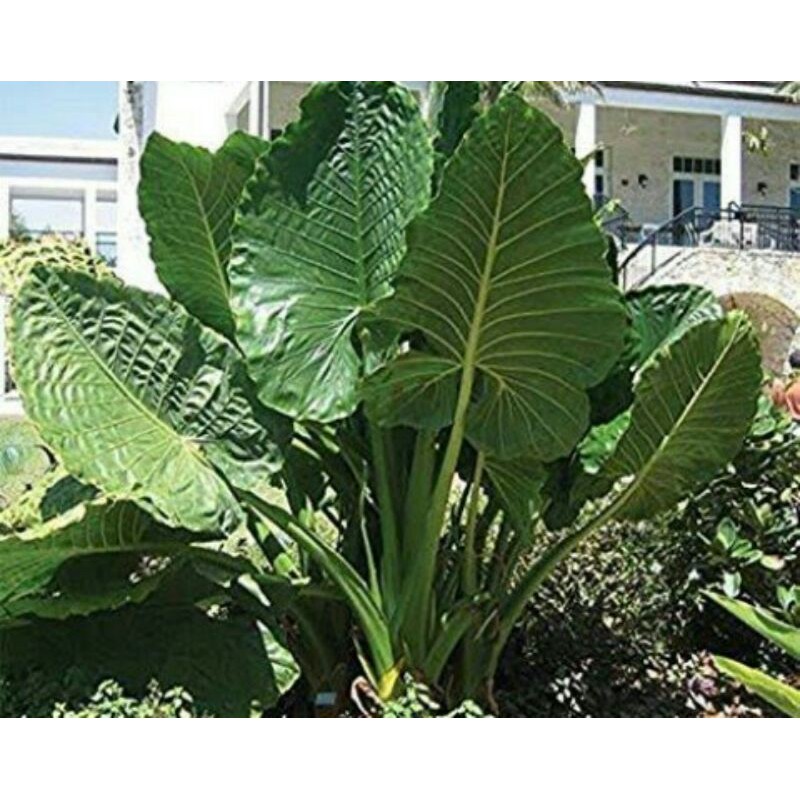 alocasia macrorrhiza,sente hijau, keladi besar