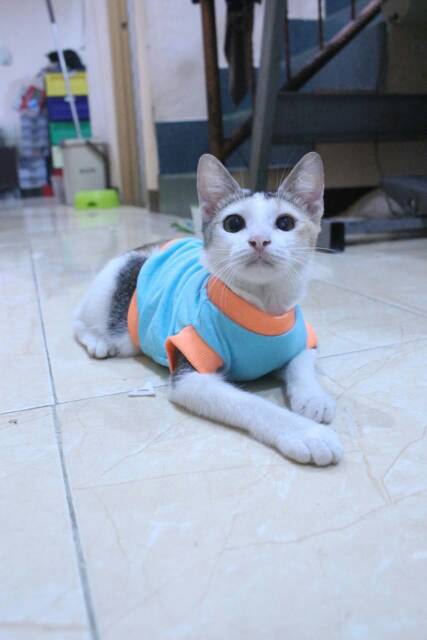 Kaos ucansee lucu untuk kucing dan anjing lucu / baju kucing murah size S-XL