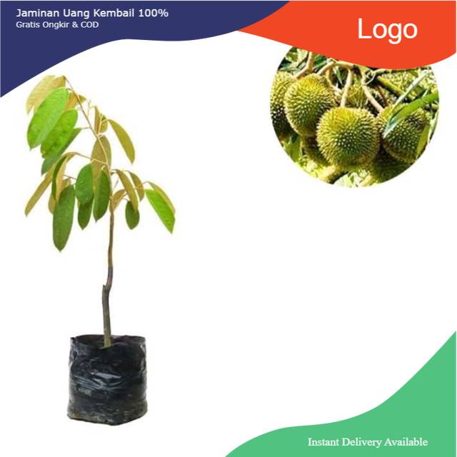 Bibit durian tembaga kaki 1 super