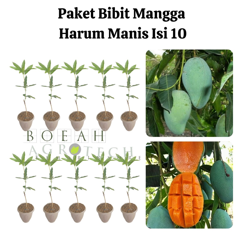 Paket Hemat Bibit Mangga Harum Manis Okulasi Isi 10 Bonus Bibit Strawberry+Polibag