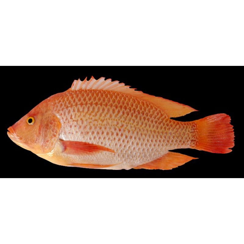 

ikan Nila per 1kg