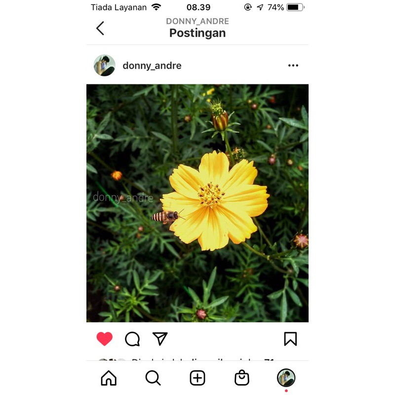 benih bunga kenikir kenikir