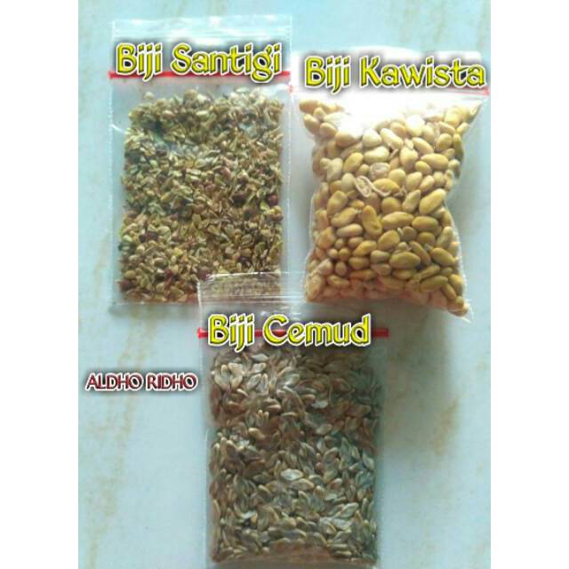 Biji Bonsai Mix 3jenis (biji Santigi, Biji Kawista, Biji Cemara udang)