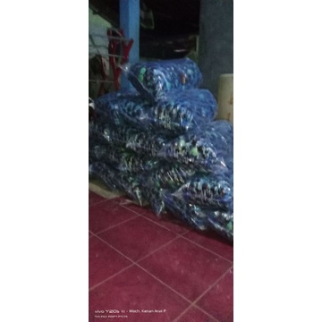 

jengkol super segarrr