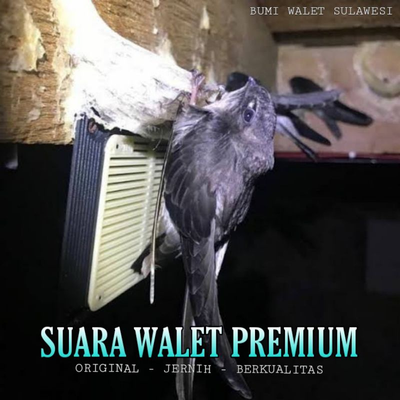 PAKET SUARA WALET PREMIUM ORIGINAL (SP ST SI)