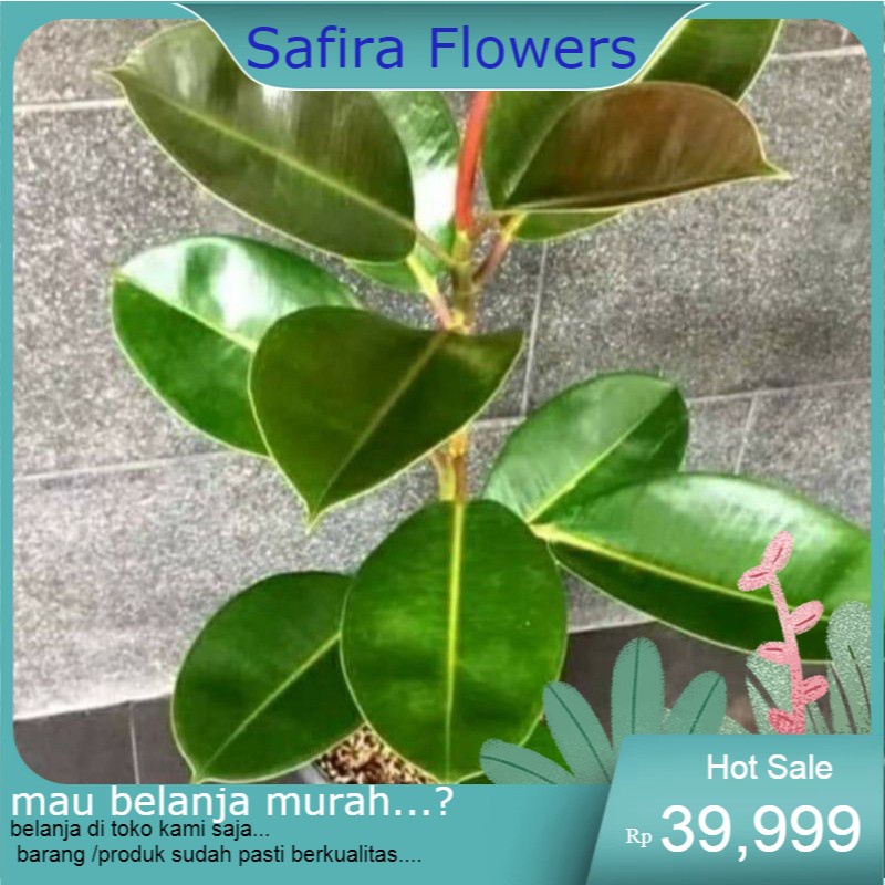 pohon karet kebo tinggi 1 meter pohon rimbun akar sehat