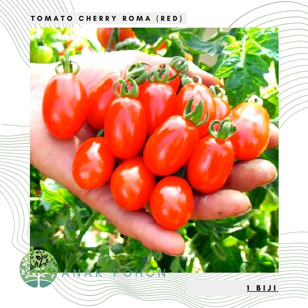 Benih Bibit Biji - Tomato (Cherry) Roma Plum Red Seeds