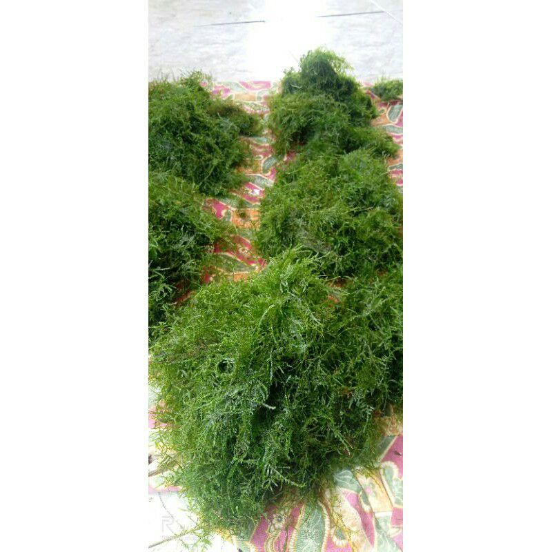 MOSS SEPAIKY/MOSS SPIKY AQUASCAPE BAHAN