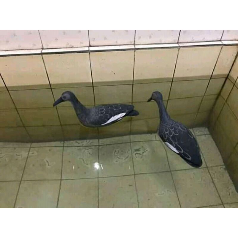 jontrot burung belibis hitam berenang