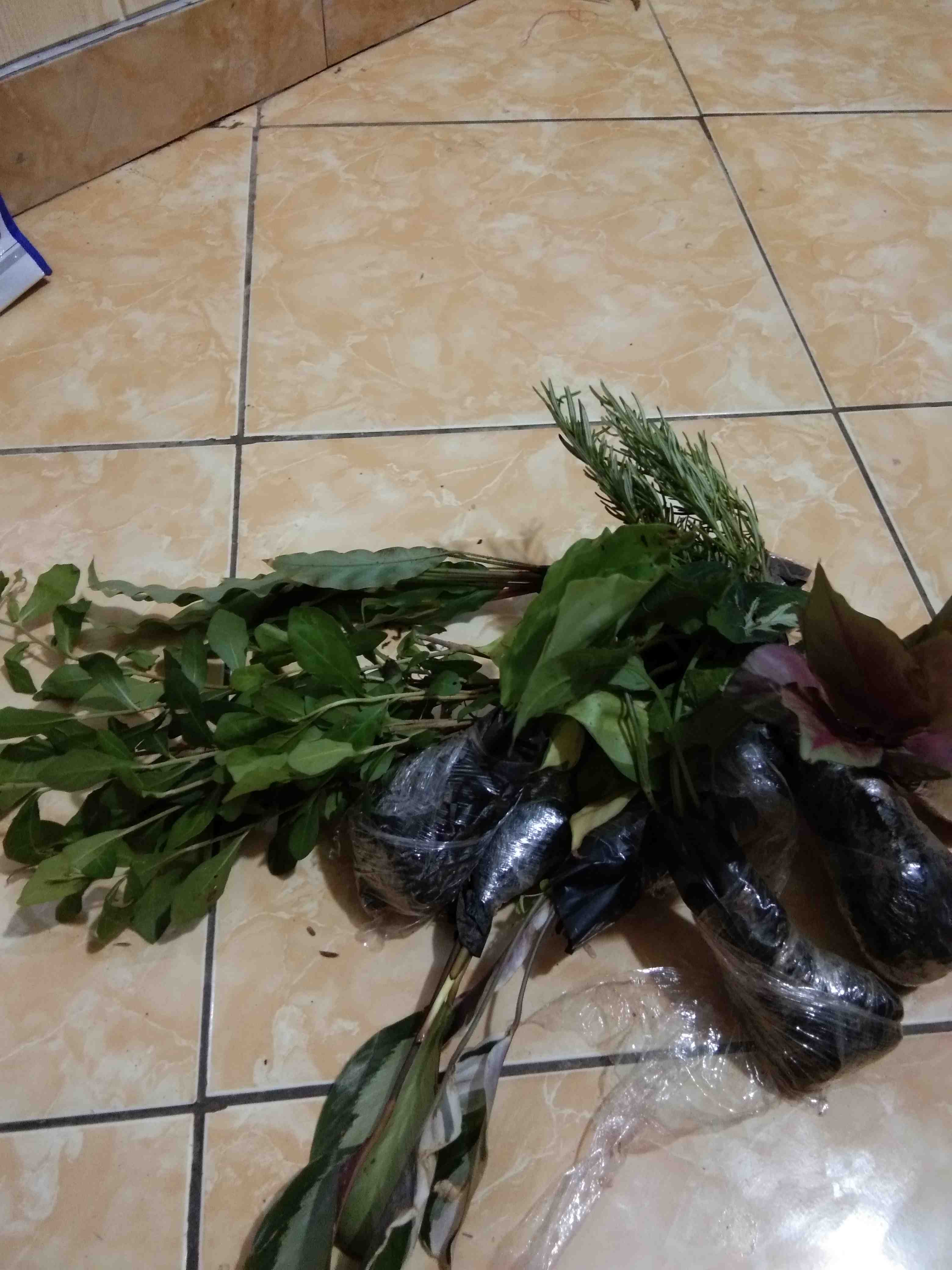 Tanaman Hias Calathea Fusion - Maranta Tisu- Meranti Kapas