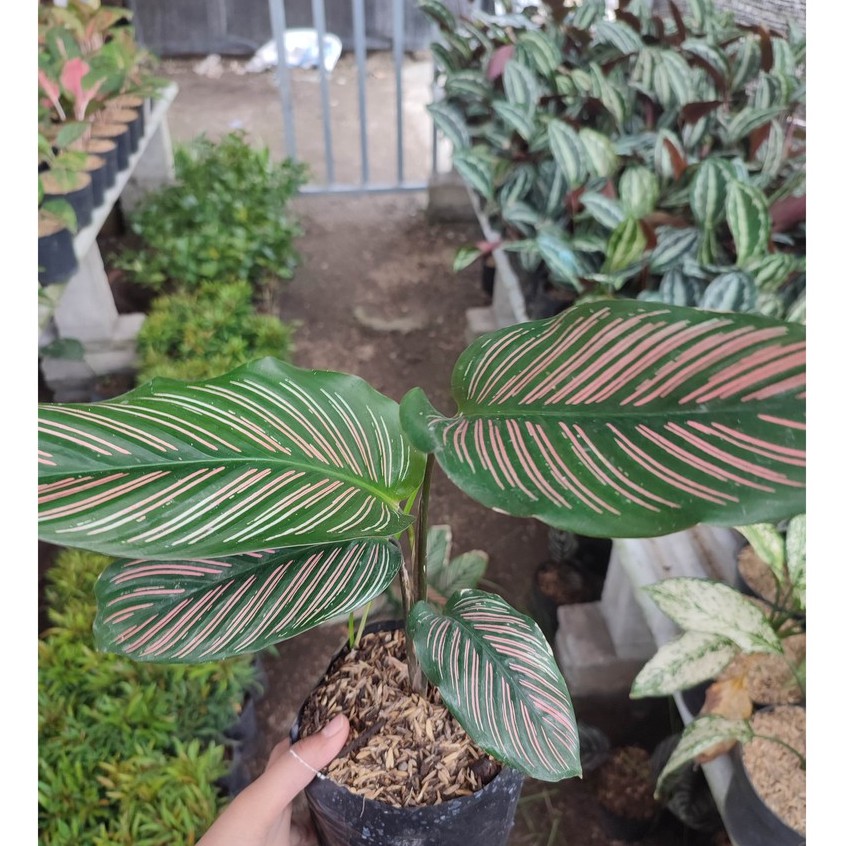 Bunga Calathea Kalatea Batik Cantik Murah Berkualitas