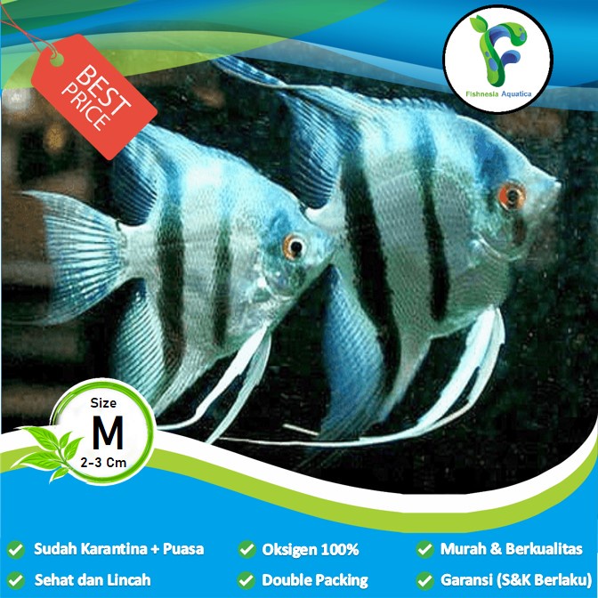 Jual Ikan Hias Aquascape Manfish BW/Black White Manfish/Anglefish Black ...