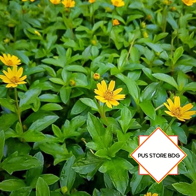 

Jual Daun seruni segar per 500 gram