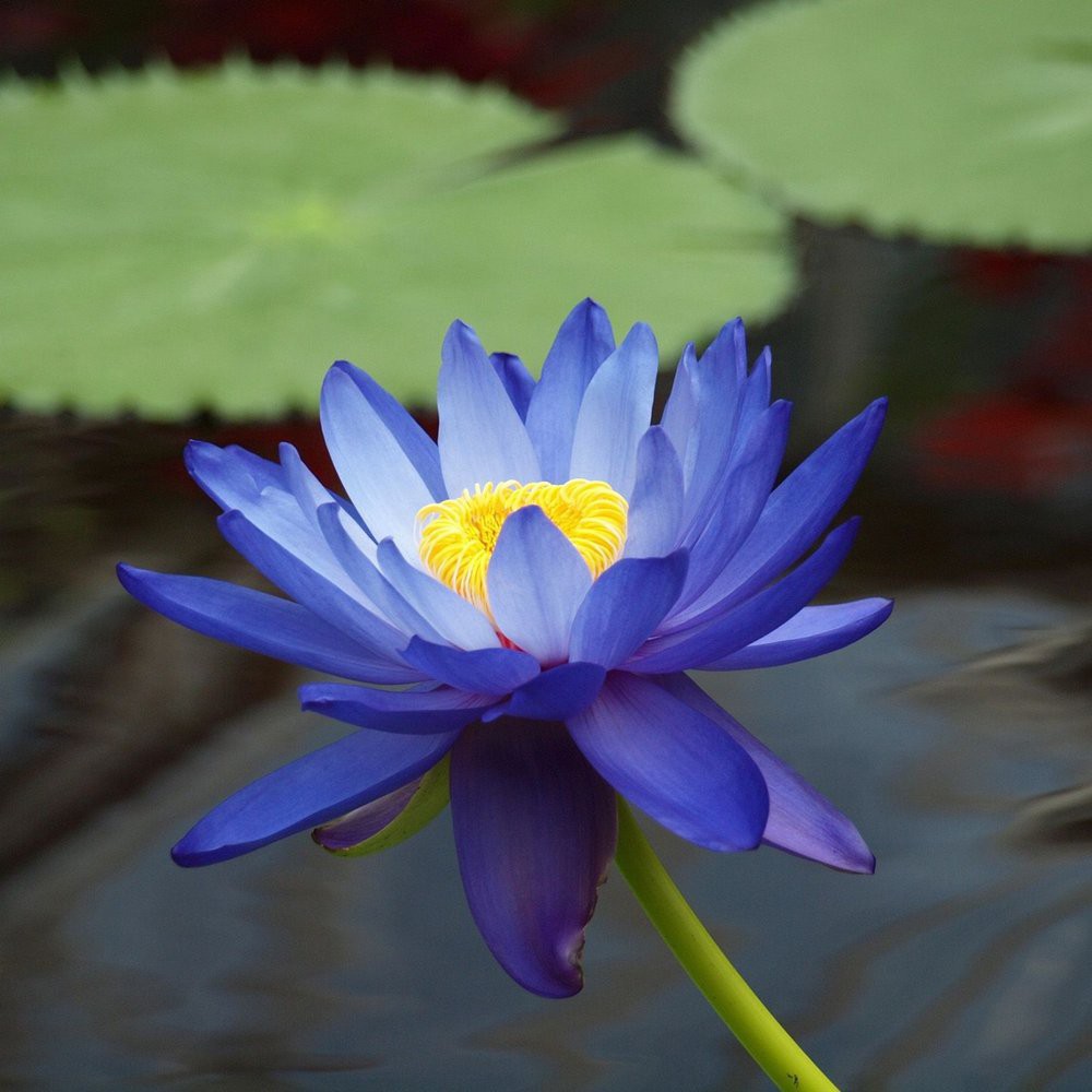 1 Seeds-Asian Lotus Blue Flower - Nelumbo Nucifera
