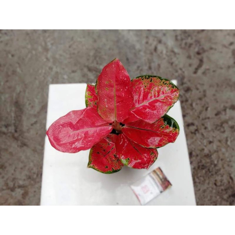 aglonema red cherry