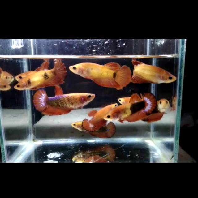 Cupang plakat female/betina fency orange