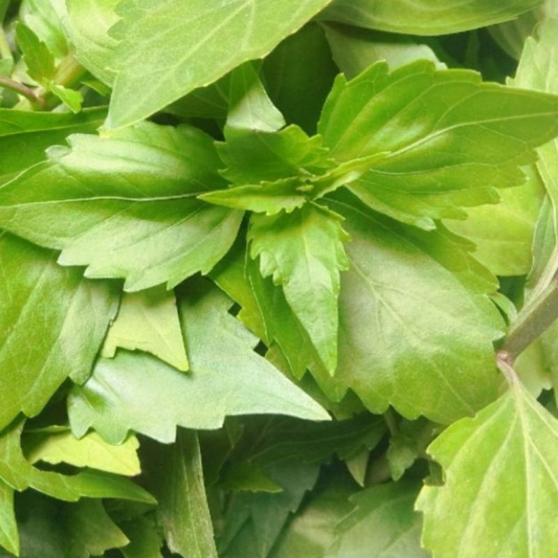 

Daun Kumis Kucing Segar Isi Per 1 Kg Alami