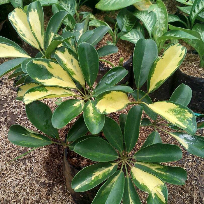 Tanaman walisongo/ pohon walisongo varigata / walisongo varigata