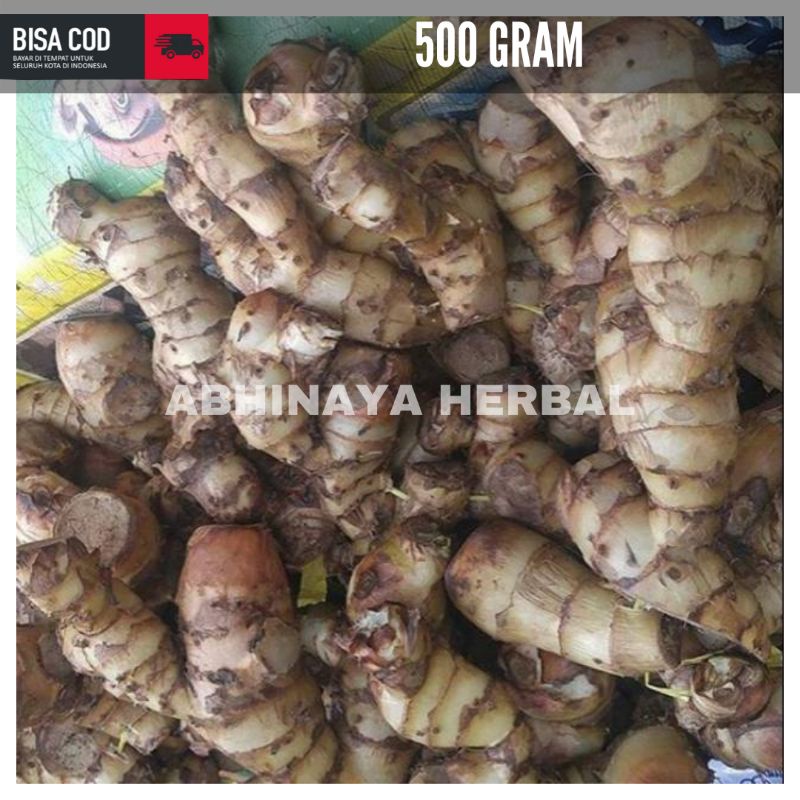 

Umbi Ganyong Segar herbal 500 Gram