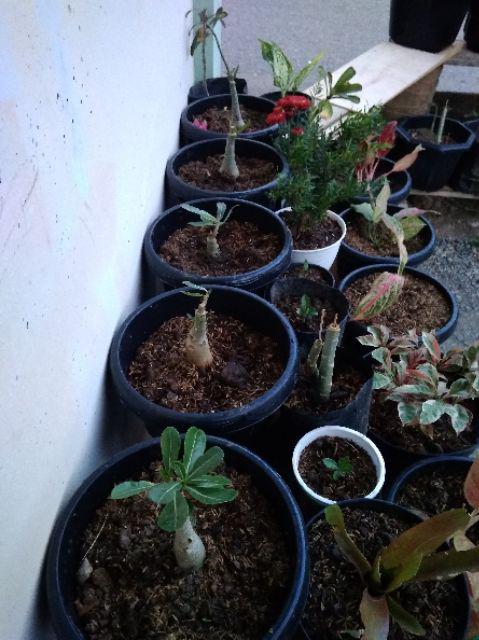 Paket 4 Batang Bibit Bunga Kamboja Jepang Adenium Triple Warna Terbaru 2019 Bonggol Besar