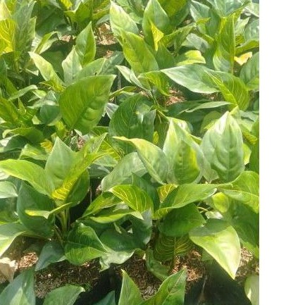 grosir aglonema rotundum tiger termurah