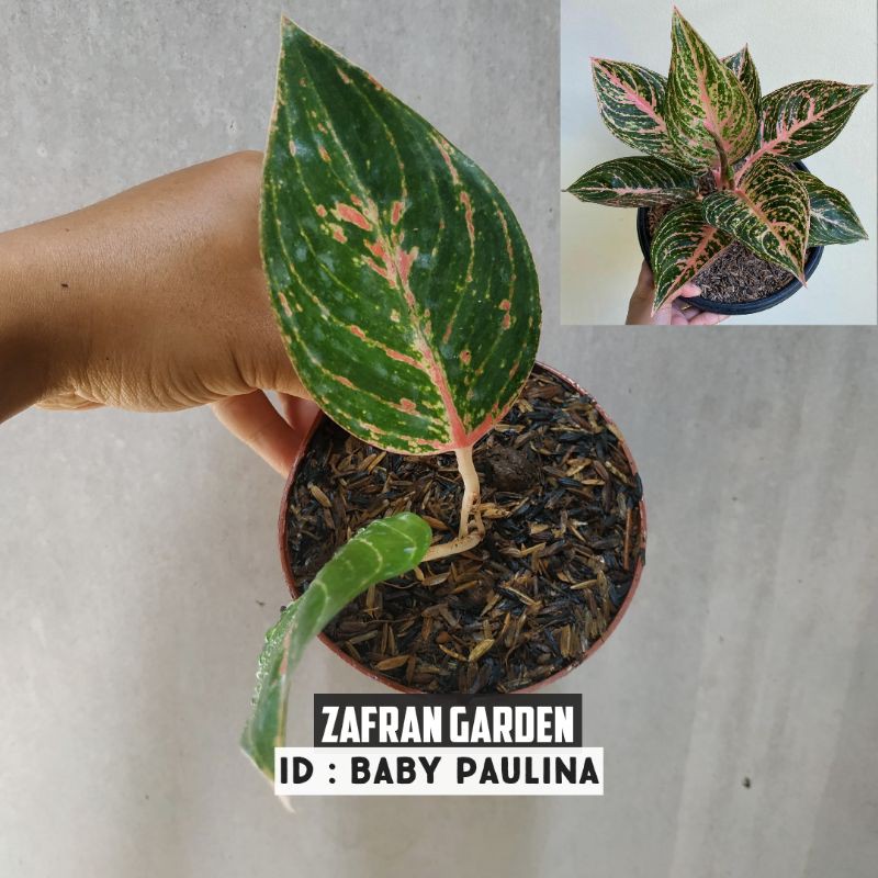 Aglonema Baby Paulina