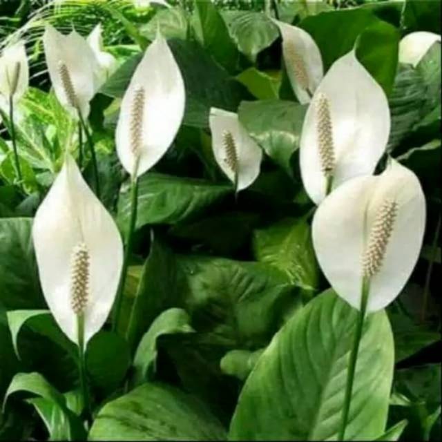 Tanaman bunga sepatu filum super