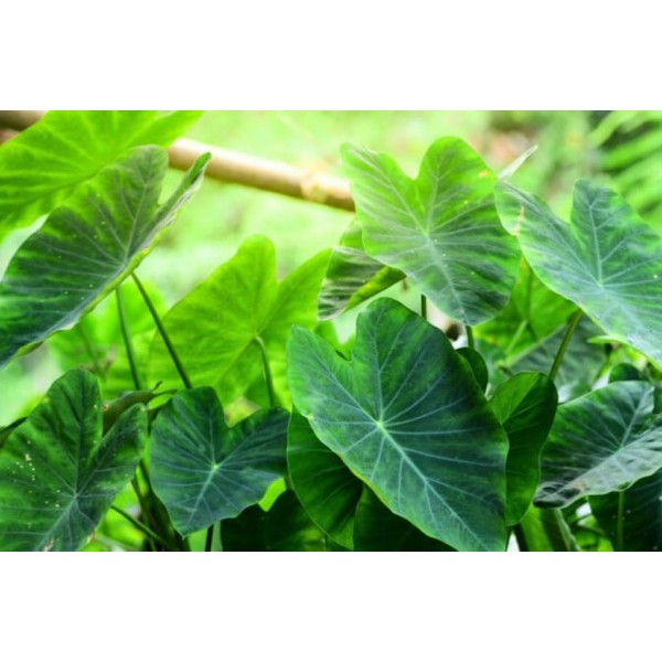 

Daun Talas Liar Segar 1 kg