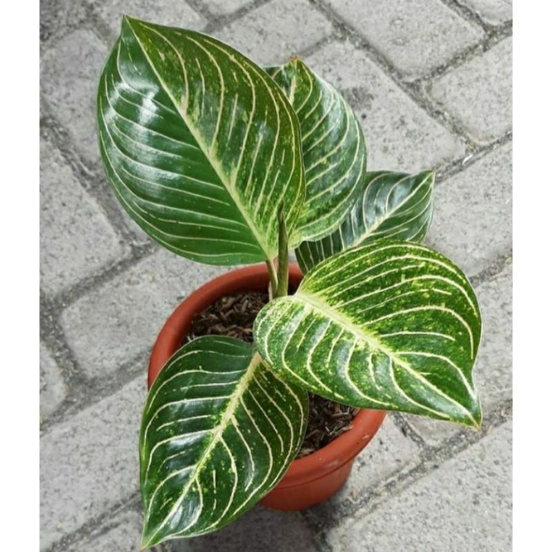 Bibit/anakan Aglonema Esmeralda