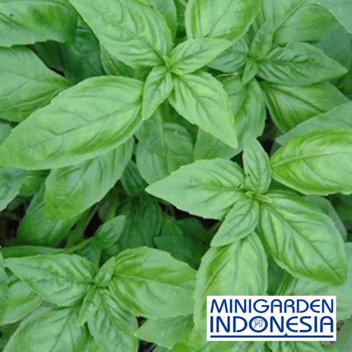 Benih herbal BASIL HIJAU 15 BIJI bibit kemangi Import F1 fothergills bibit tanaman obat sayur sayuran herb