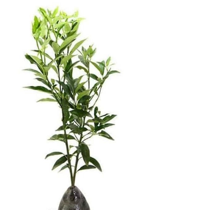 Bibit tanaman jeruk Baby Tinggi 70 cm up Big Sale.