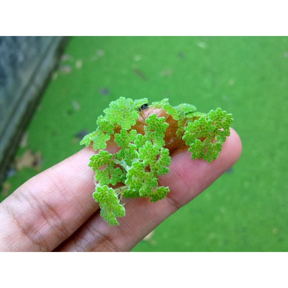 Azolla-bibit Azolla-tanaman air azola-tanaman paku air-pakan ternak