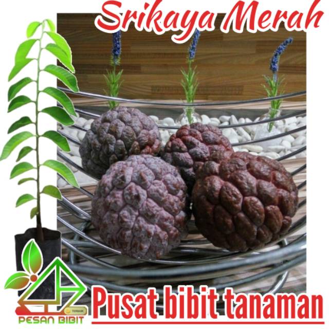 Bibit srikaya merah SRIKAYA LANGKA srikaya manis SRIKAYA UNIK srikaya paling laris SRIKAYA MURAH