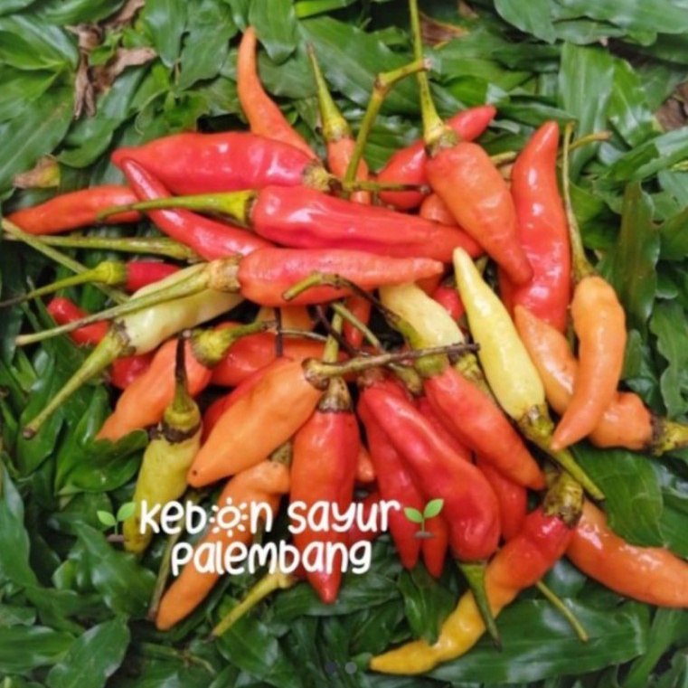 

kebun sayur cabe rawit merah