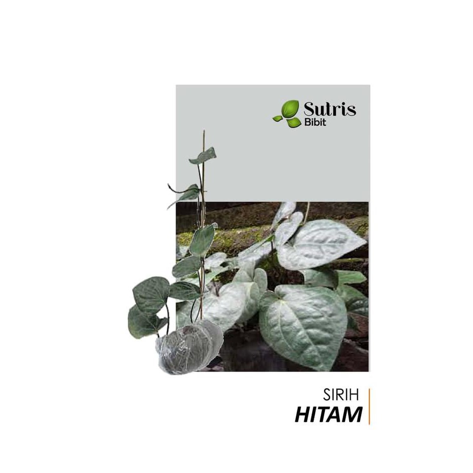 BIBIT TANAMAN SIRIH HITAM SUPER