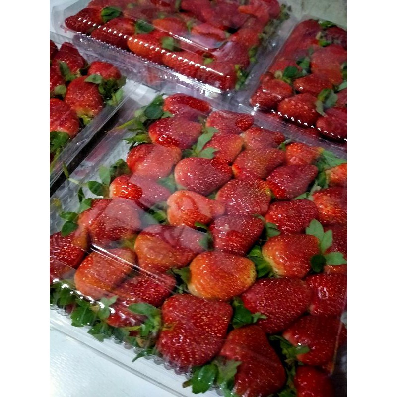 PROMO TERMURAH BUAH STRAWBERRY FRESH PREMIUM