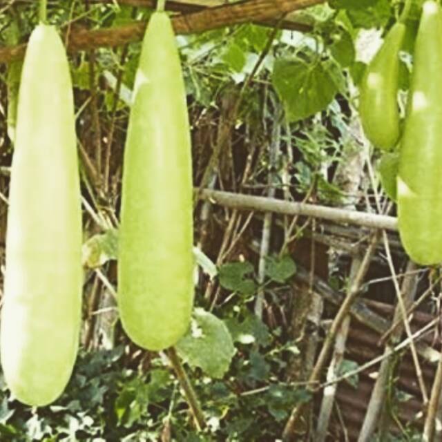 

Benih Labu Air