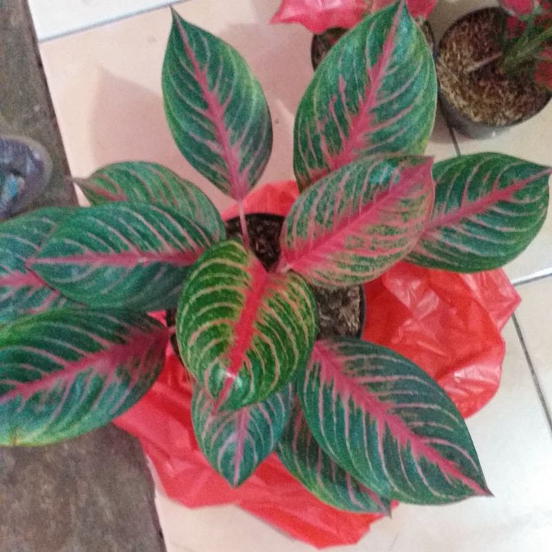 aglonema red borju DEWASA