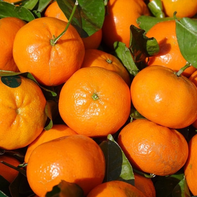 

SEHANRLARIS168 - JERUK BUAH JERUK JERUK MANIS SWEET ORANGE BUAH JERUK BRASTAGI MANIS JERUK MEDAN ASLI JERUK 1KG 500GR,SHENAR