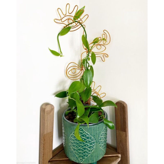 Tanaman bunga vanili / vanilla / Vanilla planifolia