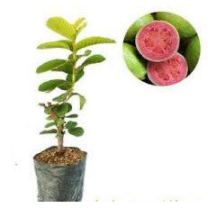 Bibit Jambu Biji Bangkok