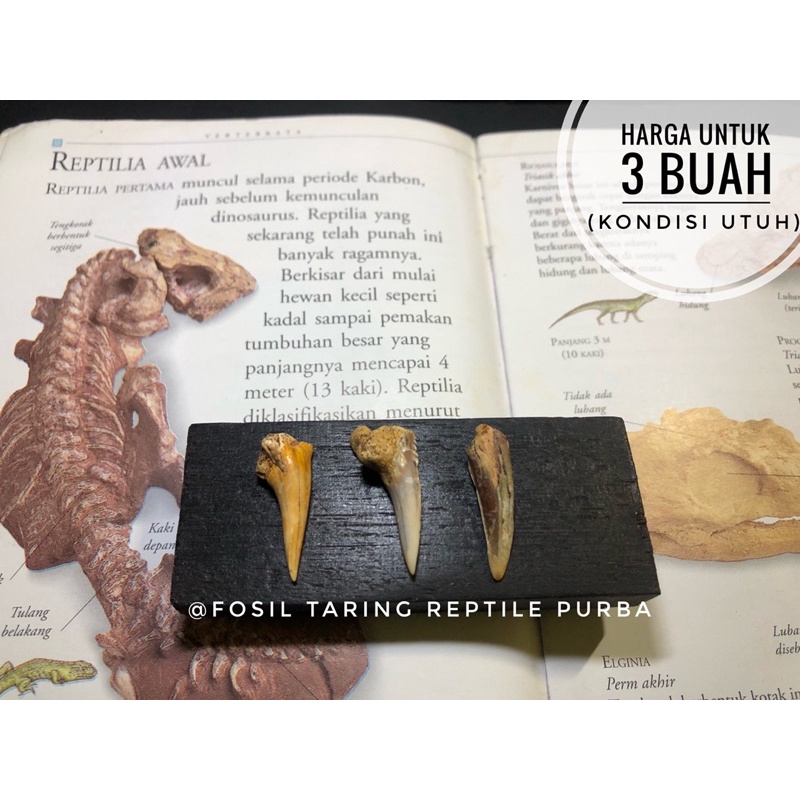 Fosil Gigi Taring Reptil H3 atau Fosil Taring Hewan Langka