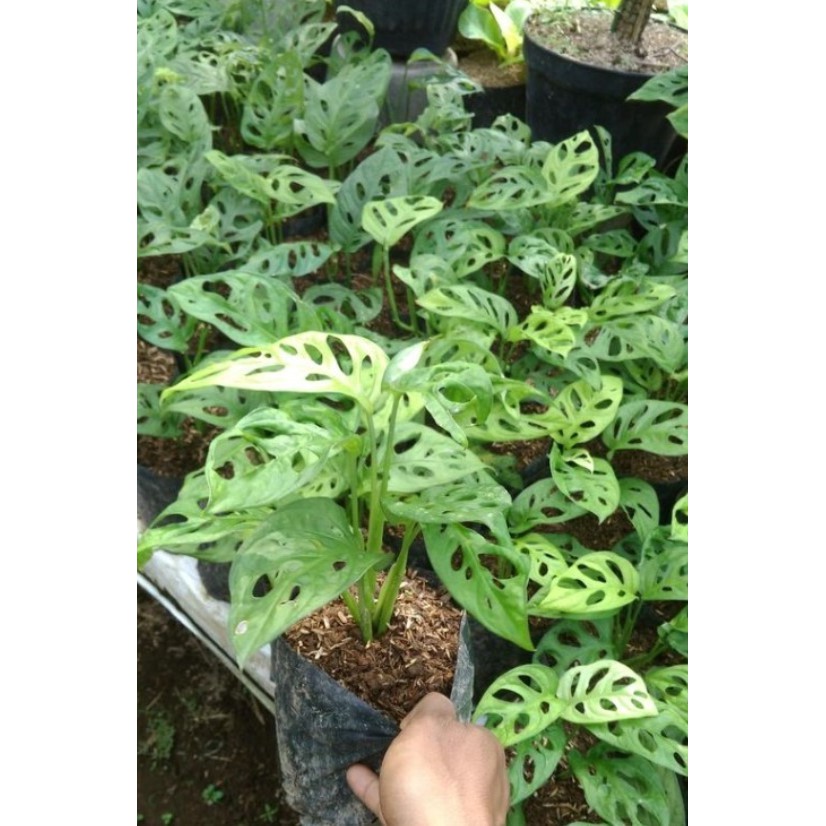 Tanaman Janda Bolong Bunga Monstera Janda Bolong Murah