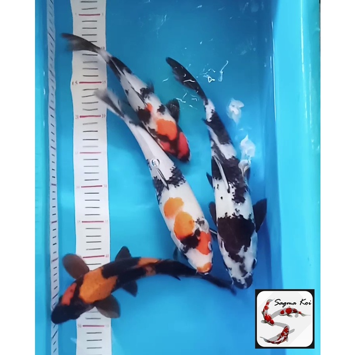 Paket Mix 4 Ekor Koi Lokal Blitar 25-32 CM